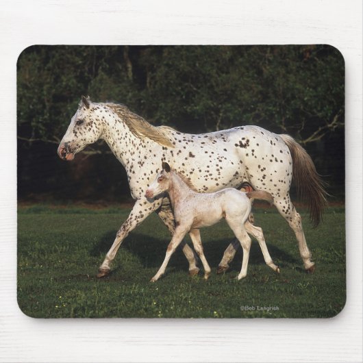 Appaloosa Mare en Foal in het veld Muismat (Voorkant)