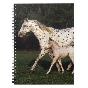 Appaloosa Mare en Foal in het veld Notitieboek