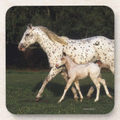 Appaloosa Mare en Foal in het veld Onderzetter (Voorkant)