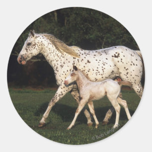 Appaloosa Mare en Foal in het veld Ronde Sticker