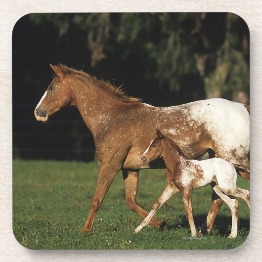 Appaloosa-mare en -slachtafvallen bier onderzetter (Voorkant)