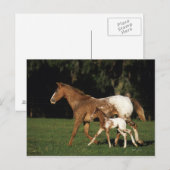 Appaloosa-mare en -slachtafvallen briefkaart (Voorkant / Achterkant)