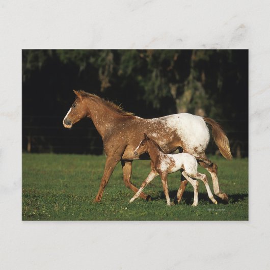 Appaloosa-mare en -slachtafvallen briefkaart (Voorkant)