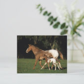 Appaloosa-mare en -slachtafvallen briefkaart (Staand voorkant)