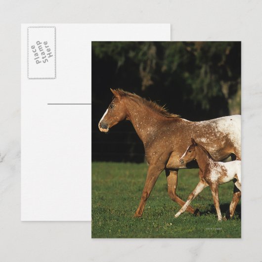 Appaloosa-mare en -slachtafvallen briefkaart (Voorkant / Achterkant)