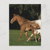 Appaloosa-mare en -slachtafvallen briefkaart (Voorkant)