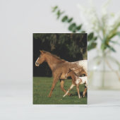 Appaloosa-mare en -slachtafvallen briefkaart (Staand voorkant)
