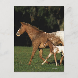 Appaloosa-mare en -slachtafvallen briefkaart