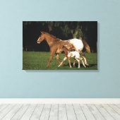 Appaloosa-mare en -slachtafvallen canvas afdruk (Insitu (Houten vloer))