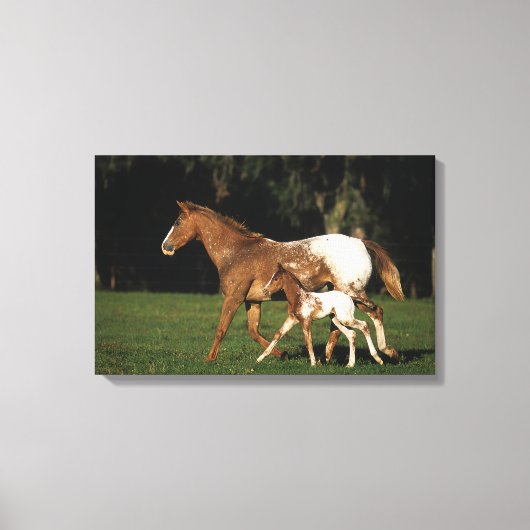 Appaloosa-mare en -slachtafvallen canvas afdruk (Voorkant)