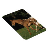 Appaloosa-mare en -slachtafvallen magneet (Rechterzijde)