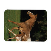 Appaloosa-mare en -slachtafvallen magneet (Horizontaal)