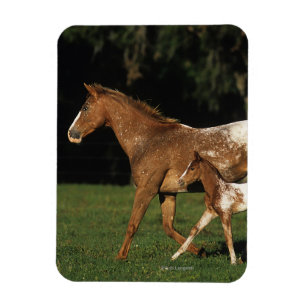 Appaloosa-mare en -slachtafvallen magneet