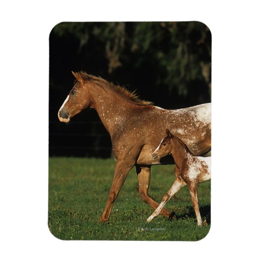 Appaloosa-mare en -slachtafvallen magneet (Verticaal)