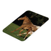 Appaloosa-mare en -slachtafvallen magneet (Linkerzijde)