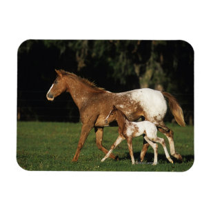 Appaloosa-mare en -slachtafvallen magneet