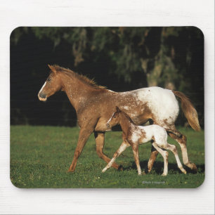 Appaloosa-mare en -slachtafvallen muismat
