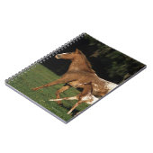 Appaloosa-mare en -slachtafvallen notitieboek (Linkerzijde)