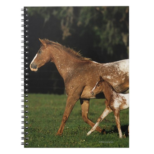 Appaloosa-mare en -slachtafvallen notitieboek (Voorkant)