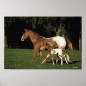Appaloosa-mare en -slachtafvallen poster (Voorkant)