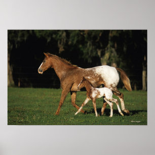 Appaloosa-mare en -slachtafvallen poster