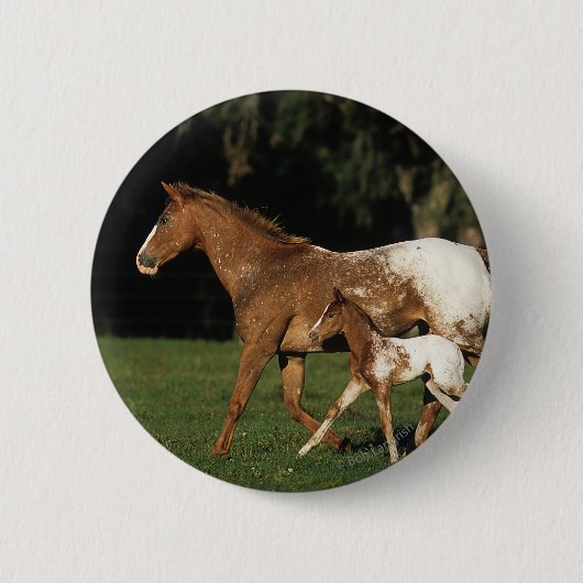 Appaloosa-mare en -slachtafvallen ronde button 5,7 cm (Voorkant)