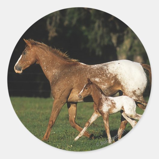 Appaloosa-mare en -slachtafvallen ronde sticker (Voorkant)