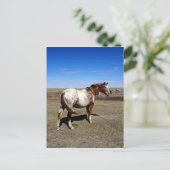 Appaloosa mare op de Canadese Prairie Briefkaart (Staand voorkant)