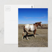 Appaloosa mare op de Canadese Prairie Briefkaart (Voorkant / Achterkant)