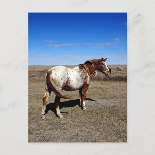Appaloosa mare op de Canadese Prairie Briefkaart (Voorkant)