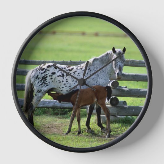 Appaloosa Merrie en Veulen Paard (Voorkant)
