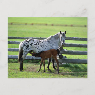 Appaloosa Merrie en Veulen Paard Briefkaart