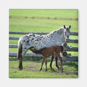 Appaloosa Merrie en Veulen Paard Magneet