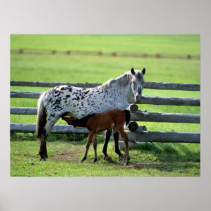 Appaloosa Merrie en Veulen Paard Poster