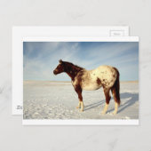 Appaloosa-merrie in de winter briefkaart (Voorkant / Achterkant)