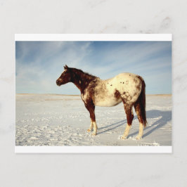 Appaloosa-merrie in de winter briefkaart