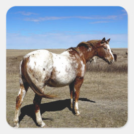 Appaloosa merrie op de Canadese prairie Vierkante Sticker
