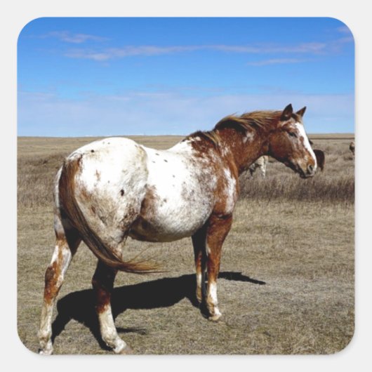 Appaloosa merrie op de Canadese prairie Vierkante Sticker (Voorkant)