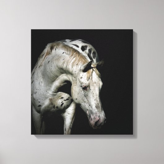 Appaloosa Paard foto Canvas Afdruk (Voorkant)