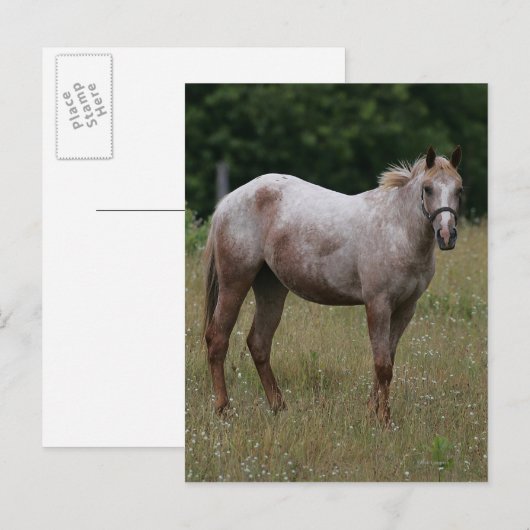 Appaloosa Paard in de gras Briefkaart (Voorkant / Achterkant)