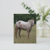 Appaloosa Paard in de gras Briefkaart (Staand voorkant)