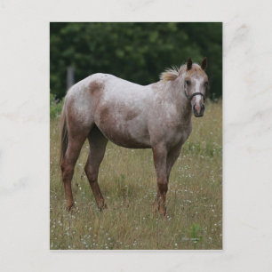 Appaloosa Paard in de gras Briefkaart