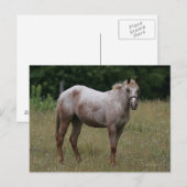 Appaloosa Paard in de gras Briefkaart (Voorkant / Achterkant)