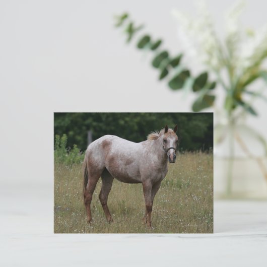 Appaloosa Paard in de gras Briefkaart (Staand voorkant)