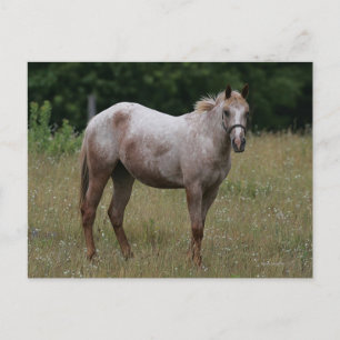 Appaloosa Paard in de gras Briefkaart