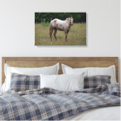Appaloosa Paard in de gras Canvas Afdruk (Insitu (Slaapkamer))