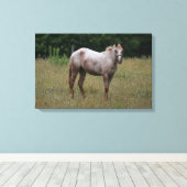 Appaloosa Paard in de gras Canvas Afdruk (Insitu (Houten vloer))