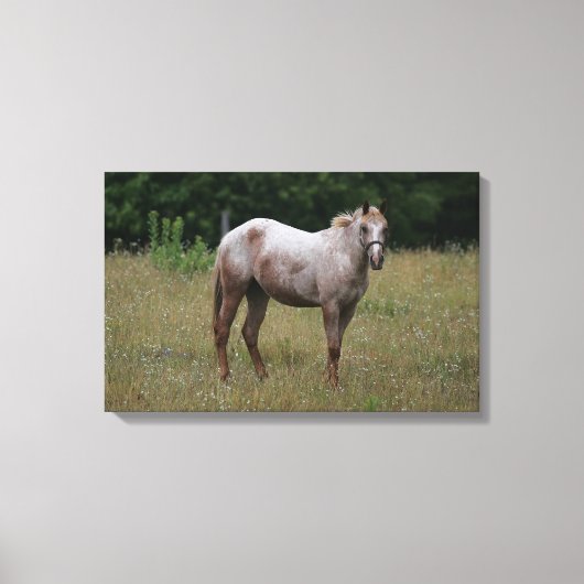 Appaloosa Paard in de gras Canvas Afdruk (Voorkant)