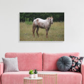 Appaloosa Paard in de gras Canvas Afdruk (Insitu (Woonkamer))