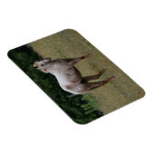 Appaloosa Paard in de gras Magneet (Rechterzijde)